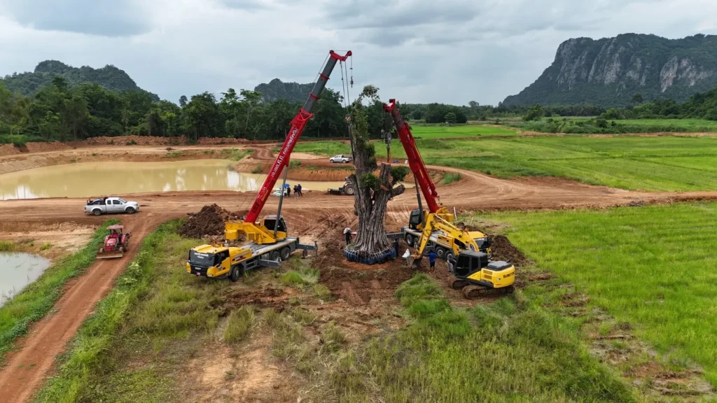 Two red cranes lift a large tree at a rural construction site beside a muddy pond, with green fields and mountains in the background.