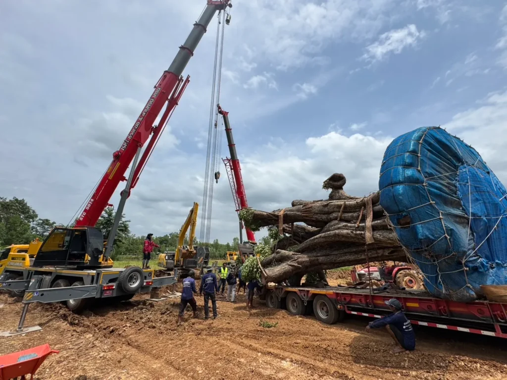 Crane-assisted tree relocation: a massive wrapped tree being lifted onto a flatbed truck as workers guide the operation on a dirt site with blue sky above.